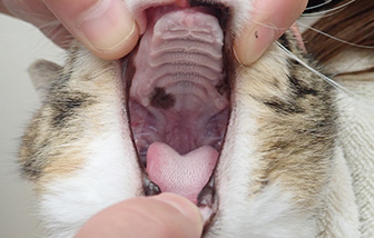 猫の口内炎治療