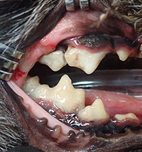 歯周病と口内炎