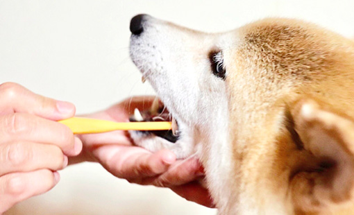 犬 の 歯科 治療