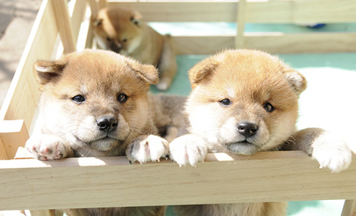 子犬の歯科検診 横浜どうぶつ歯科